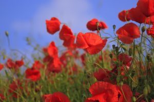 Memorial Day and the Resiliency of the Red Poppy